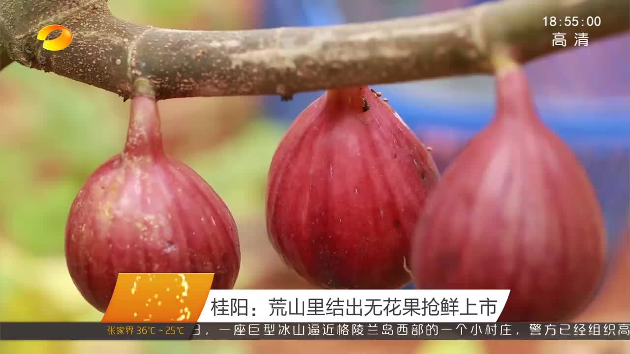 桂阳：荒山里结出无花果抢鲜上市