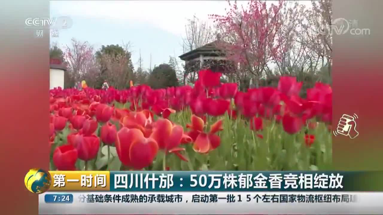 [视频]四川什邡：50万株郁金香竞相绽放