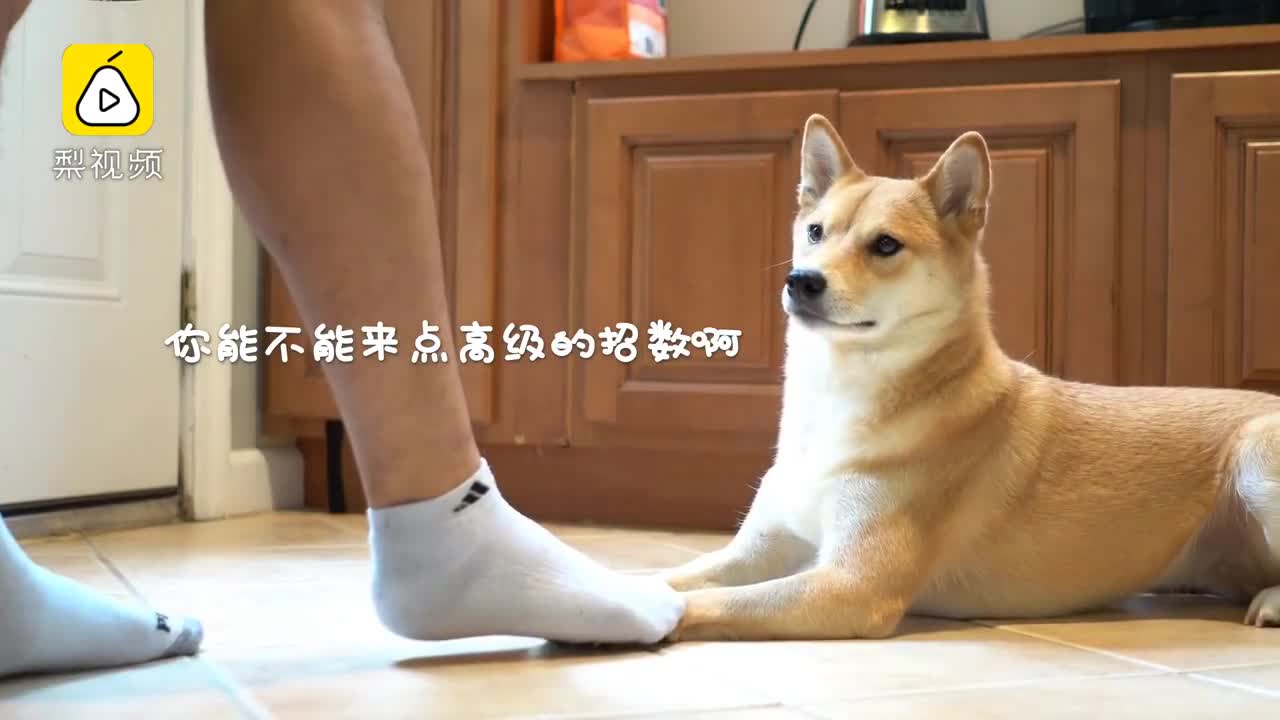 [视频]爆笑！当你“不小心”踩到柴犬的脚