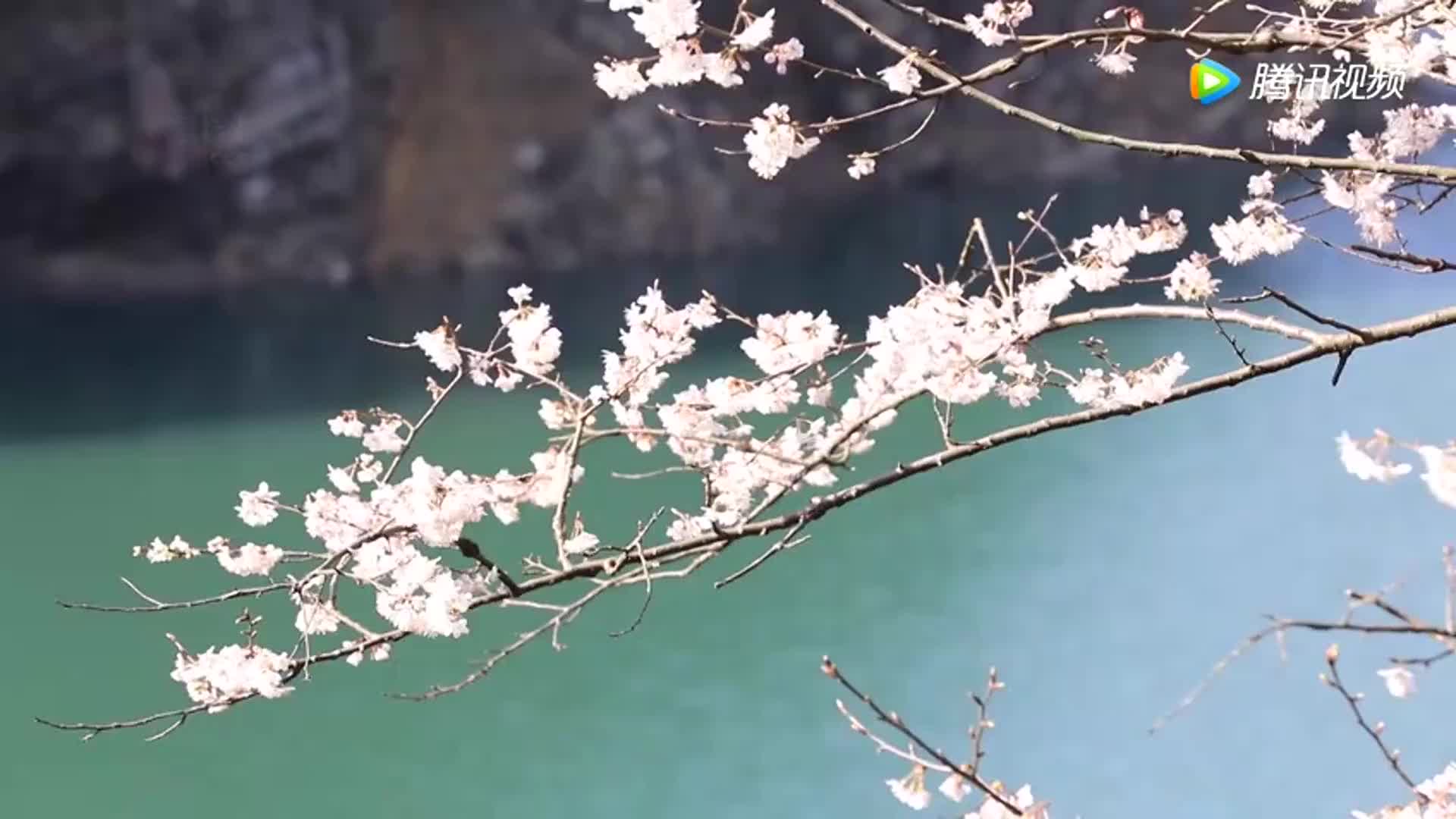 [视频]十里画廊里的樱花雨