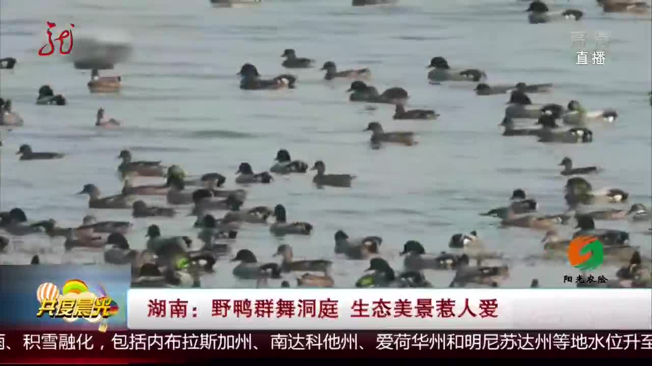 [视频]湖南：野鸭群舞洞庭 生态美景惹人爱
