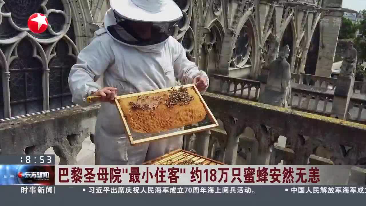 [视频]巴黎圣母院“最小住客” 约18万只蜜蜂安然无恙