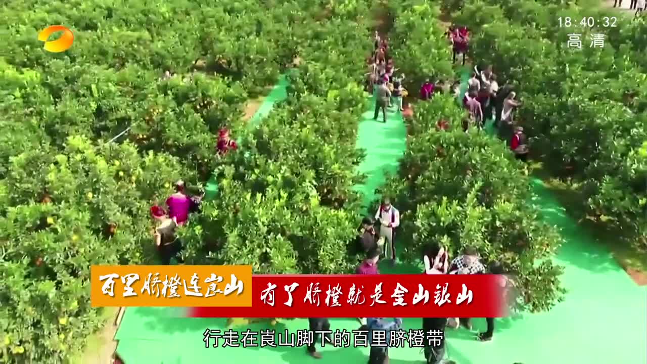 百里脐橙连崀山（3）：有了脐橙就是金山银山