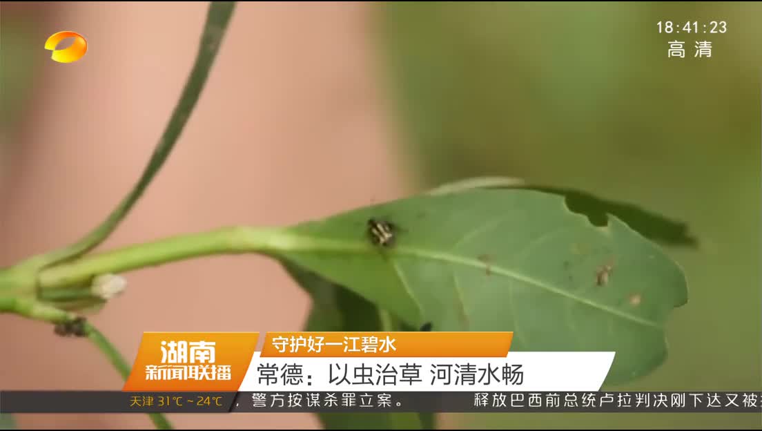 守护好一江碧水 常德：以虫治草 河清水畅