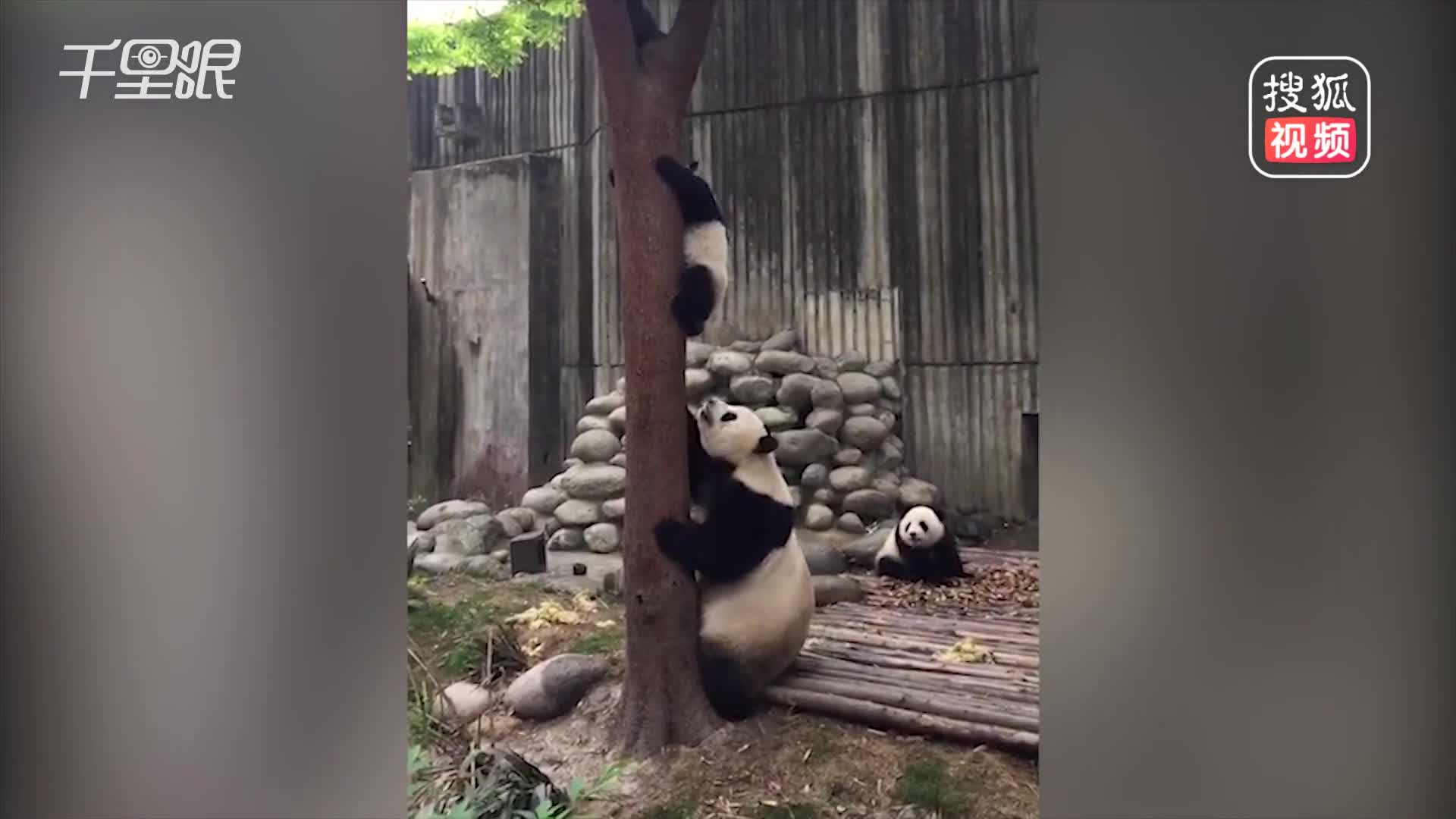 [视频]熊猫宝宝被困树杈险坠落 下一秒太暖心