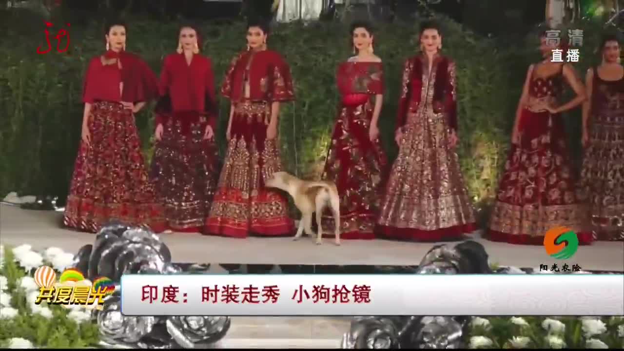 [视频]印度：时装走秀 小狗抢镜