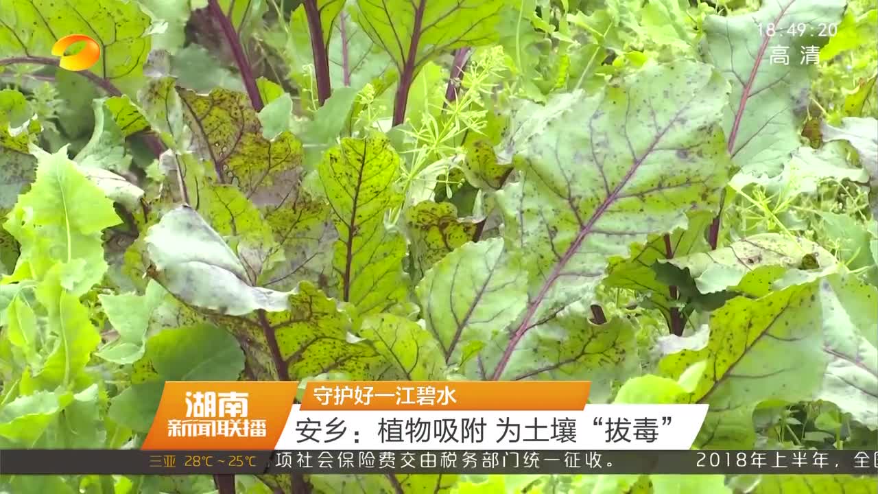 [守护好一江碧水]安乡：植物吸附 为土壤“拔毒”