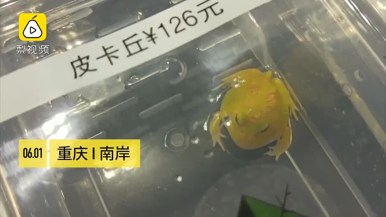 [视频]蛙界