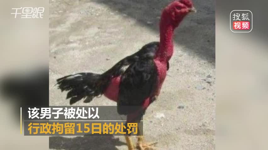 [视频]小伙嘴馋偷鸡被拘15天 民警：这只鸡价值2888元