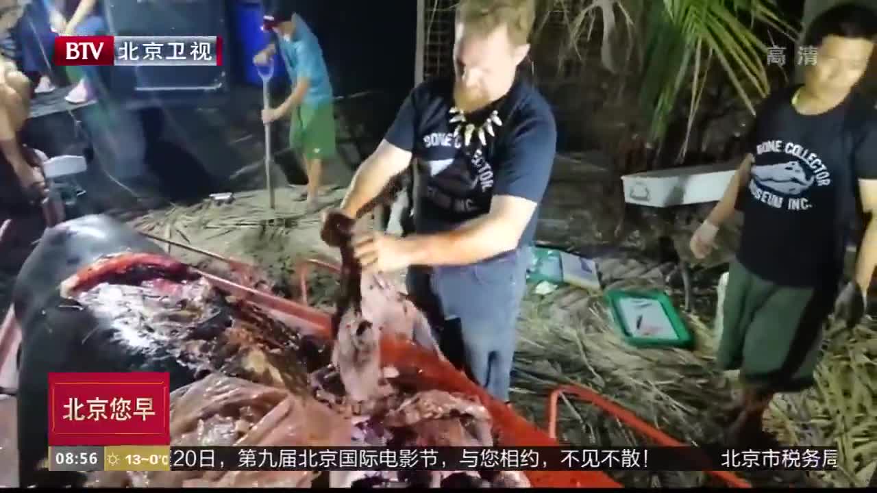 [视频]菲律宾幼鲸吞食40公斤塑料袋致死