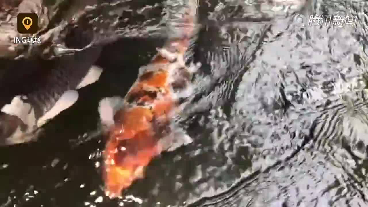 [视频]名贵锦鲤养在排水沟 日本