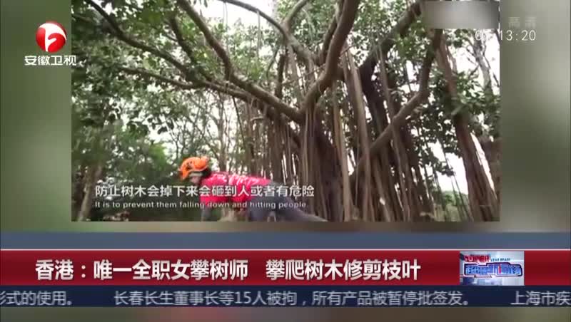[视频]香港：唯一全职女攀树师 攀爬树木修剪枝叶