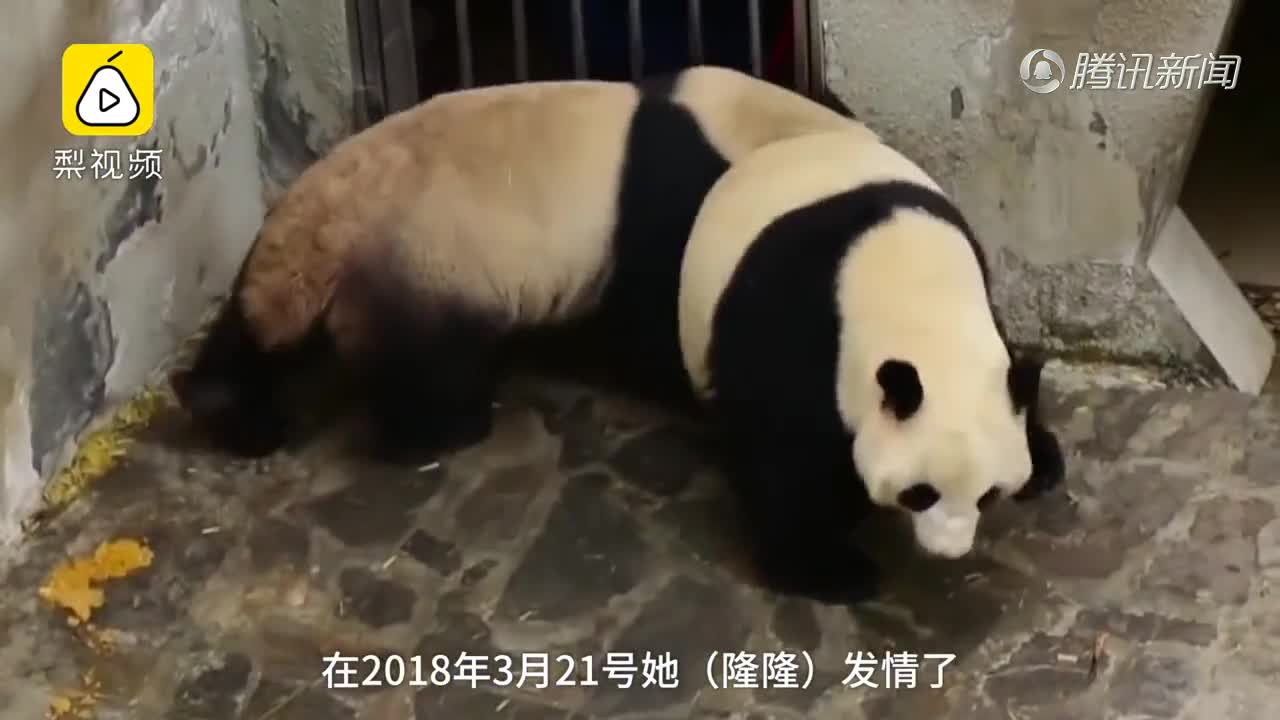 [视频]广州大熊猫飞去四川“洞房” “刁蛮公主”升级当妈