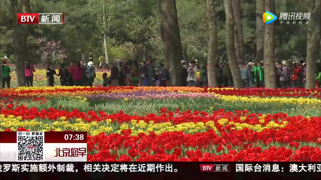 [视频]40万株郁金香盛放北京植物园