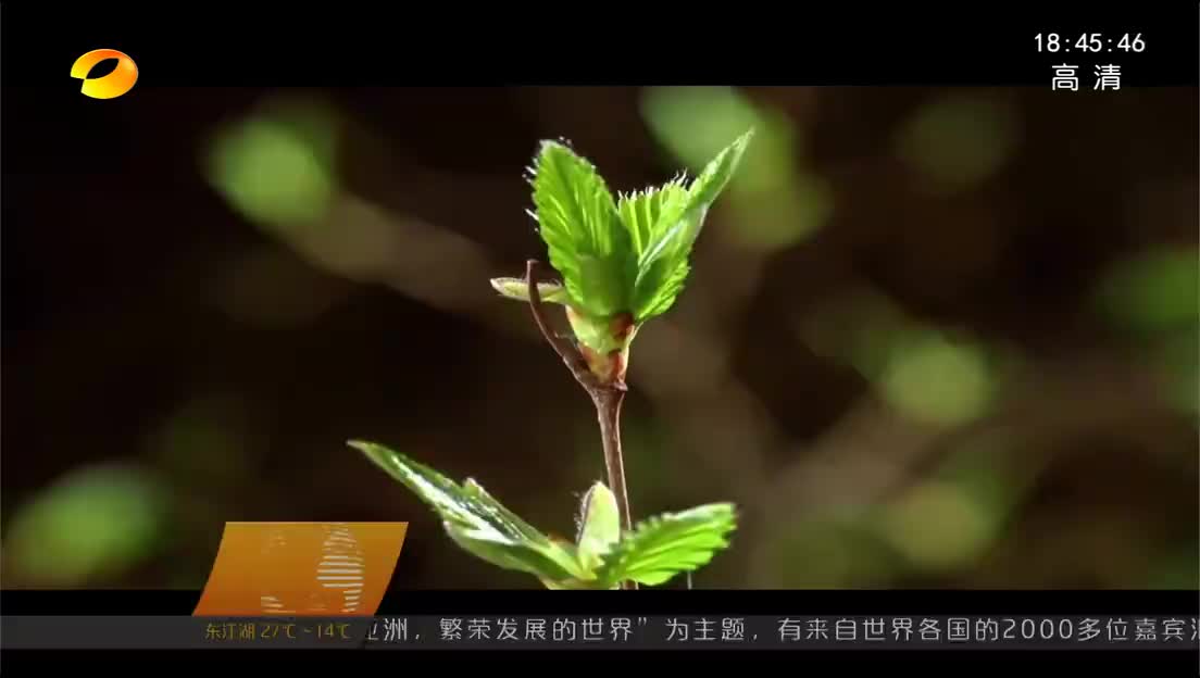 春满潇湘 百花盛开