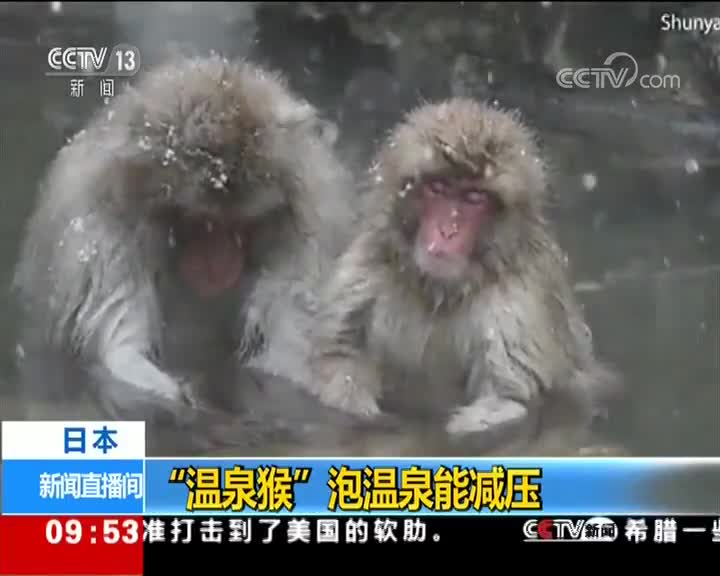 [视频]日本 “温泉猴”泡温泉能减压