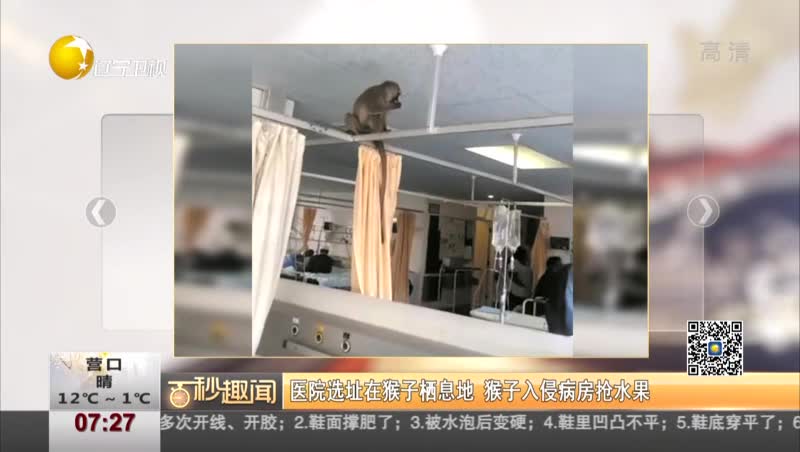 [视频]医院选址在猴子栖息地 猴子入侵病房抢水果