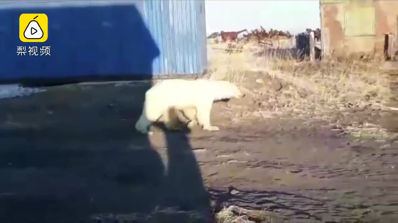 [视频]北极熊迷路流浪700公里，虚弱求助