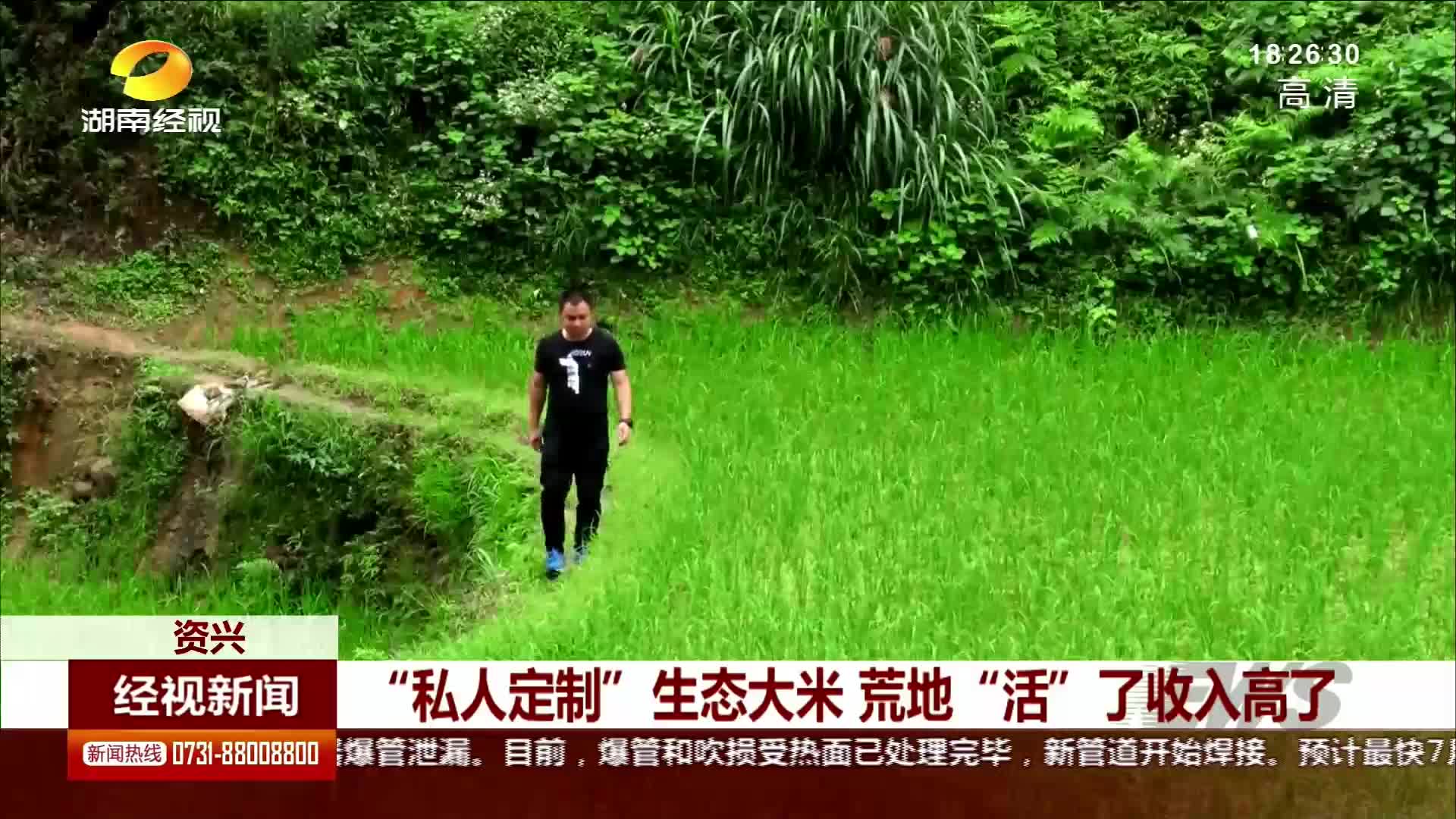 资兴：“私人定制”生态大米 荒地“活”了收入高了