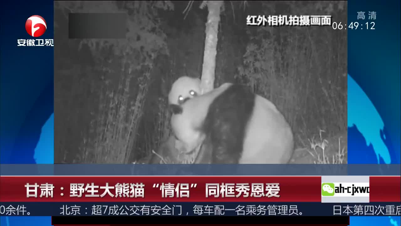 [视频]甘肃：野生大熊猫“情侣”同框秀恩爱