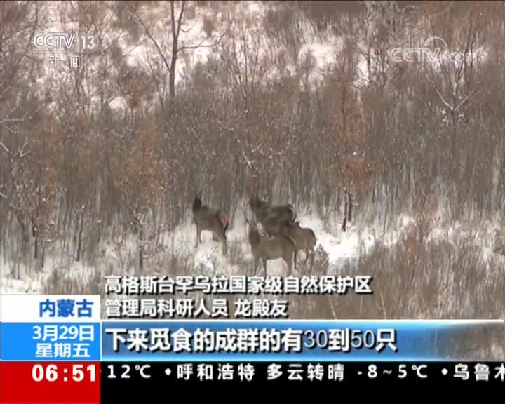 [视频]内蒙古赤峰：野生马鹿种群数量逐年增加
