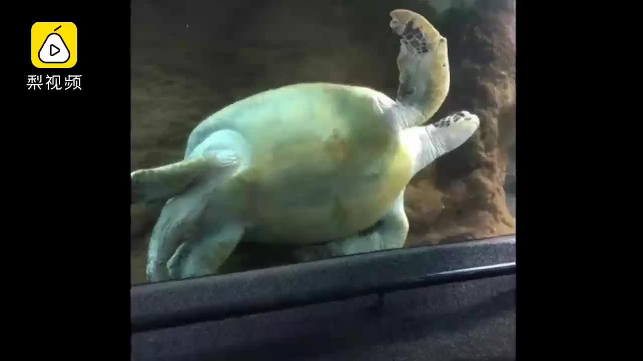[视频]海龟卡同一地方5年？水族馆：在休息 