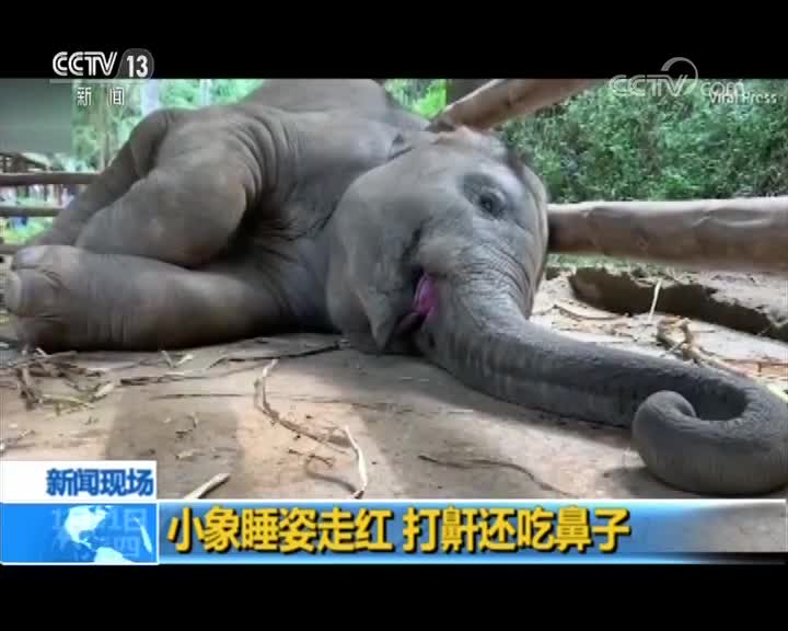 [视频]小象睡姿走红 打鼾还吃鼻子