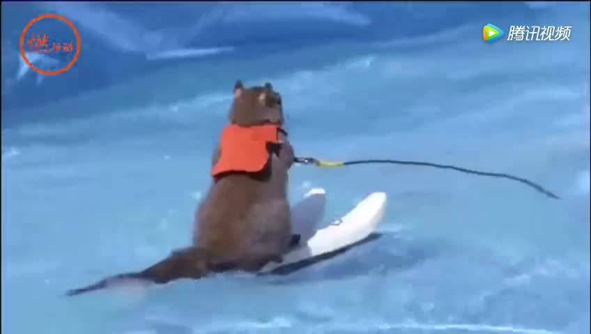 [视频]身怀绝技 美国小松鼠水上帅气玩冲浪 拍电影上电视人气超高