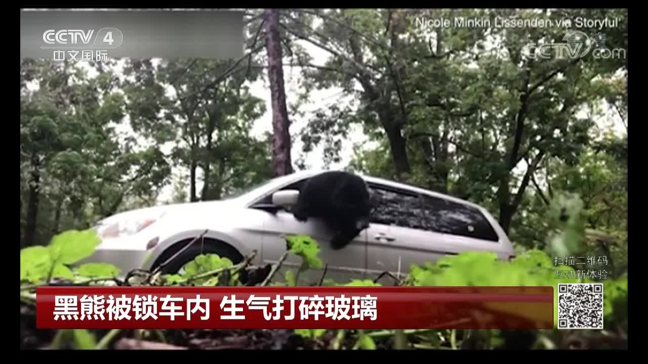 [视频]黑熊被锁车内 生气打碎玻璃