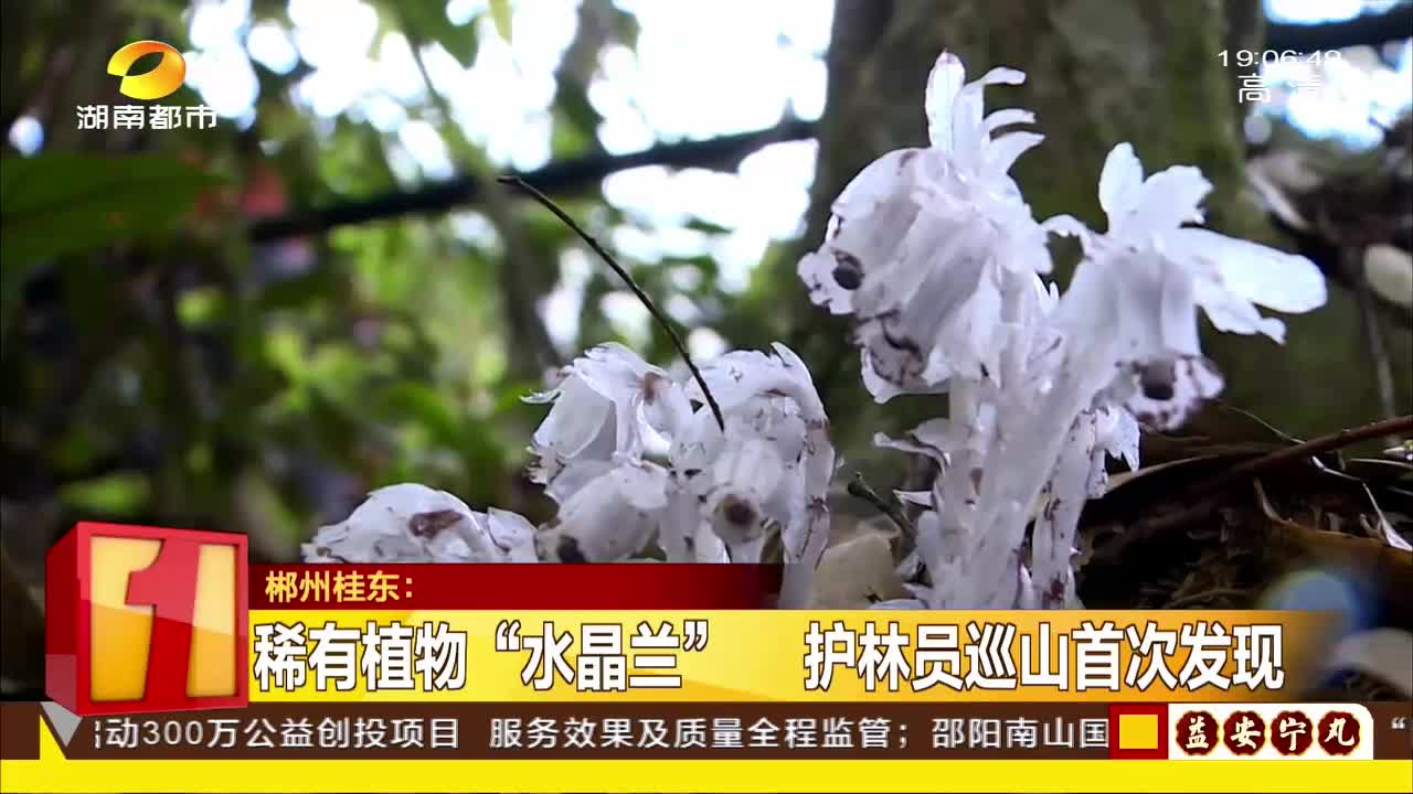 稀有植物“水晶兰”