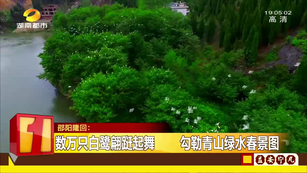 数万只白鹭翩跹起舞 勾勒青山绿水春景图