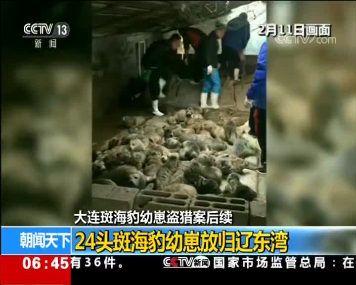 [视频]大连斑海豹幼崽盗猎案后续 24头斑海豹幼崽放归辽东湾