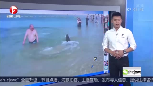 [视频]澳大利亚：海豹穿梭人群捕鱼 成功一瞬众人鼓掌