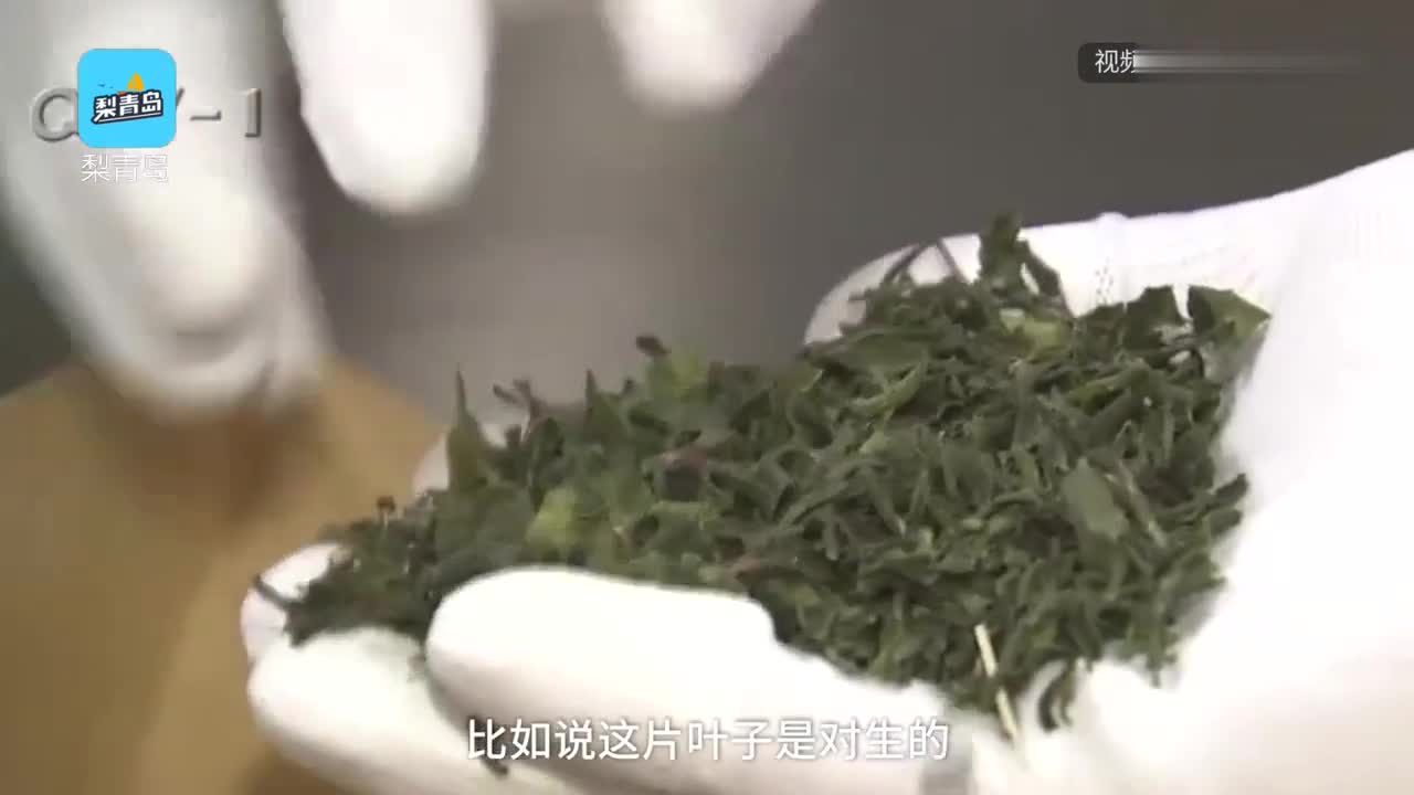 [视频]茶叶有毒 ！青岛查获新型毒品“东非罂粟”