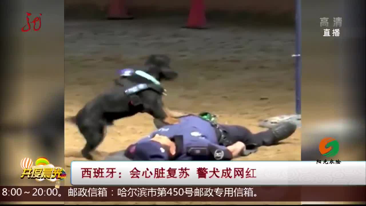 [视频]西班牙：会心脏复苏 警犬成网红