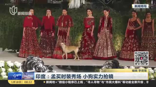 [视频]印度：孟买时装秀场 小狗实力抢镜