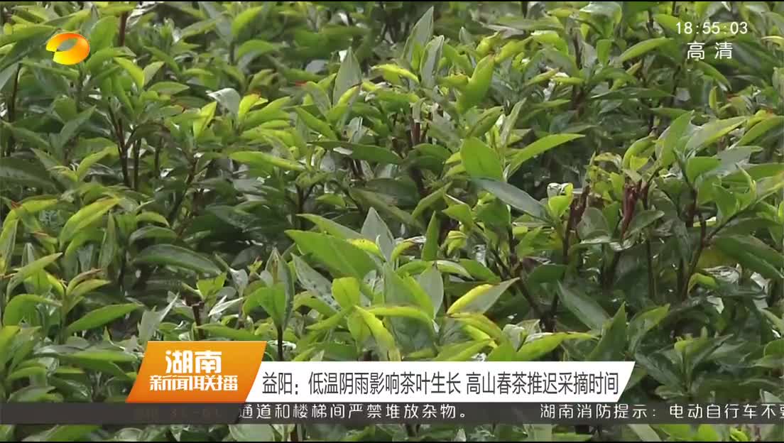 益阳：低温阴雨影响茶叶生长 高山春茶推迟采摘时间