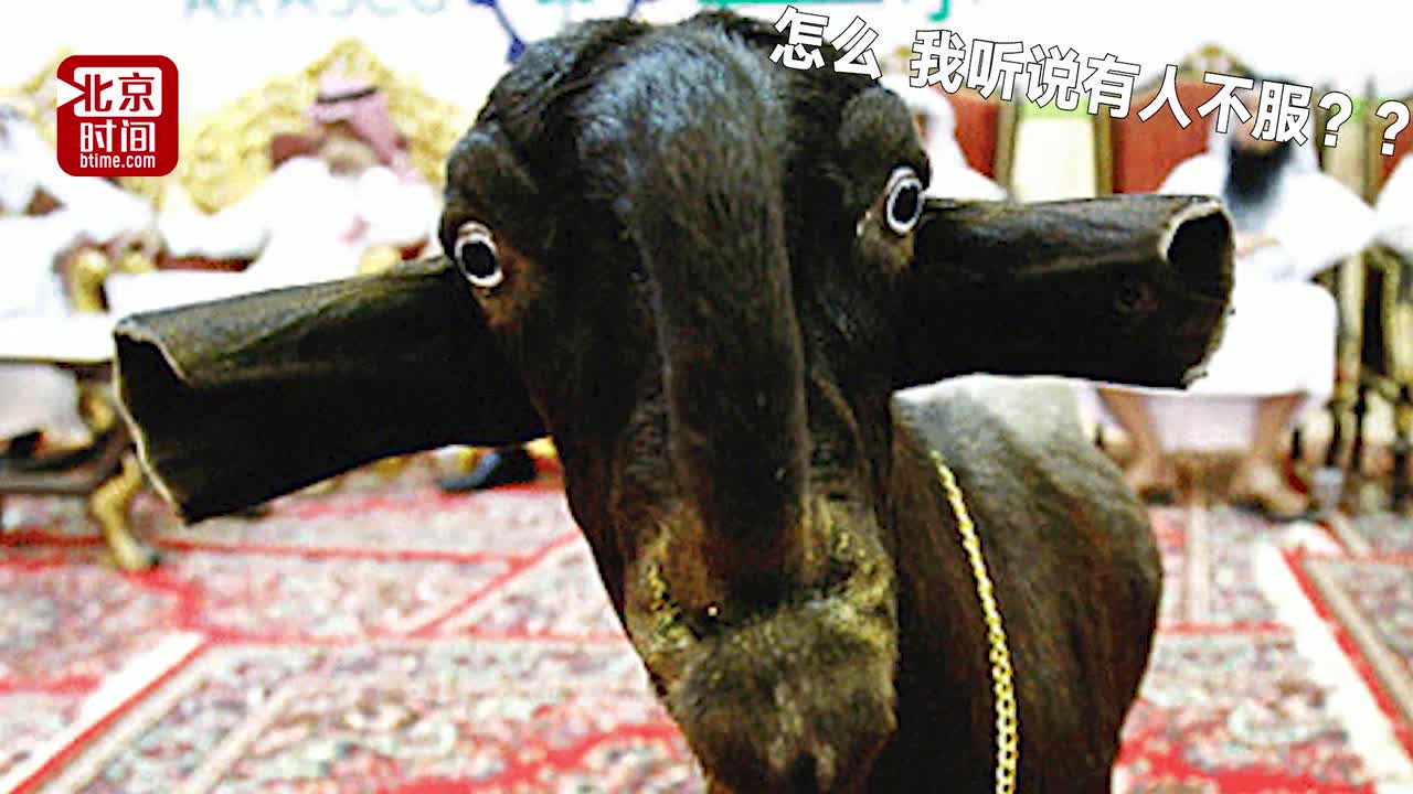 [视频]想pick一只世界上最丑的羊？其实它是沙特土豪最爱身价45万