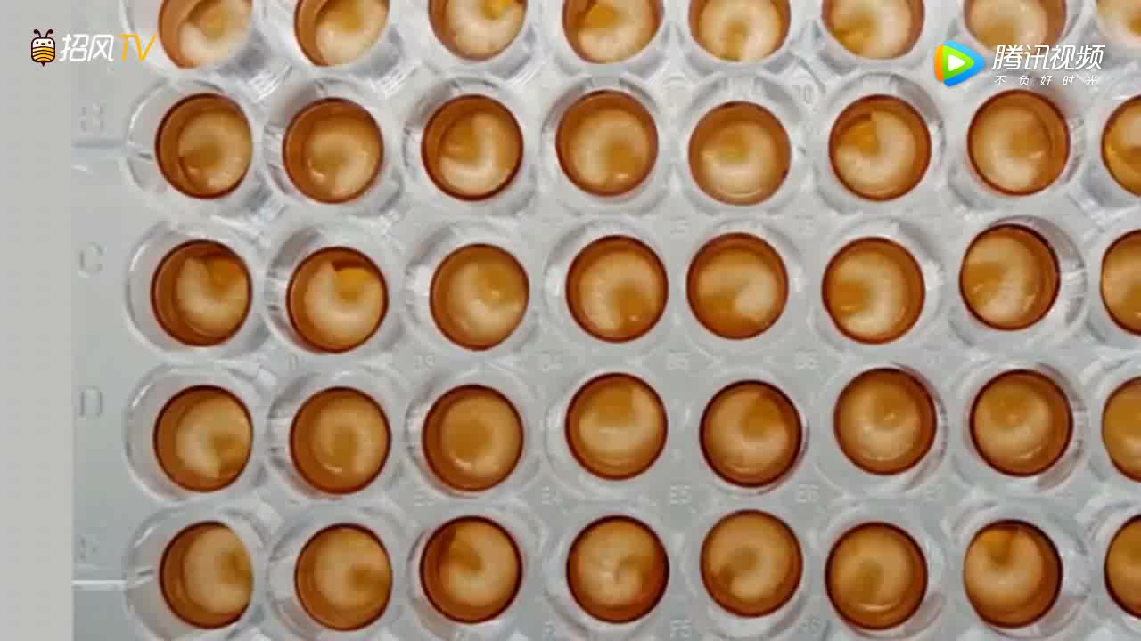 [视频]延时拍摄：100秒看完蜜蜂22天成长过程