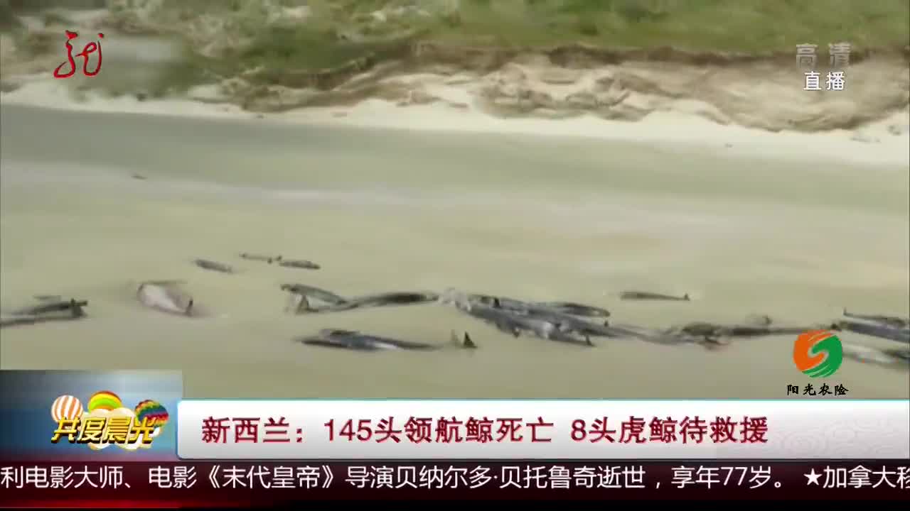 [视频]新西兰：145头领航鲸死亡 8头虎鲸待救援