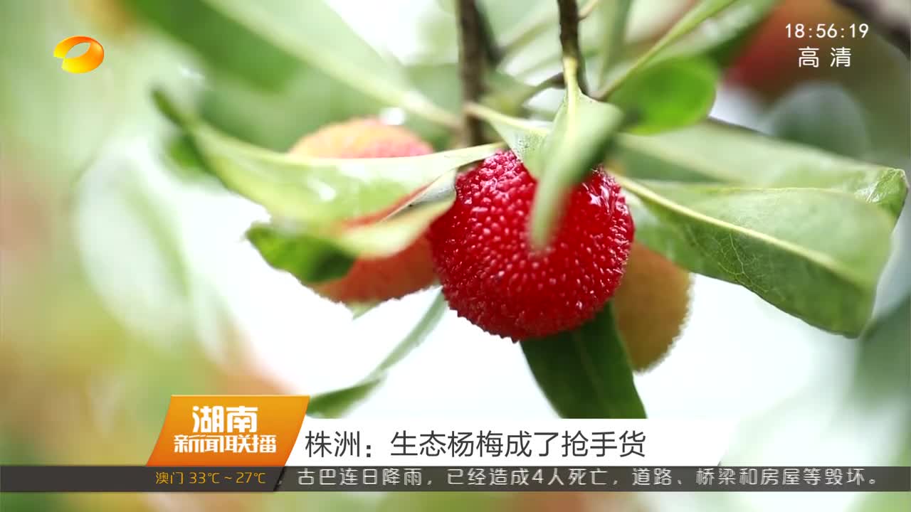 株洲：生态杨梅成了抢手货