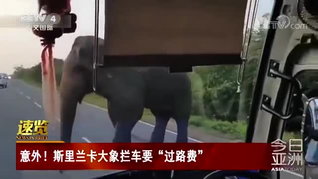 [视频]意外！斯里兰卡大象拦车要“过路费”