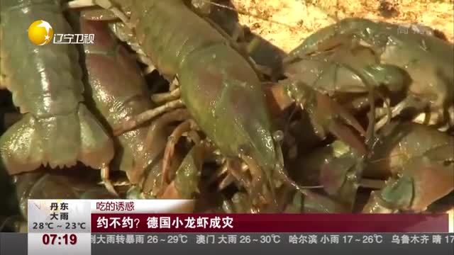 [视频]吃的诱惑：约不约？ 德国小龙虾成灾