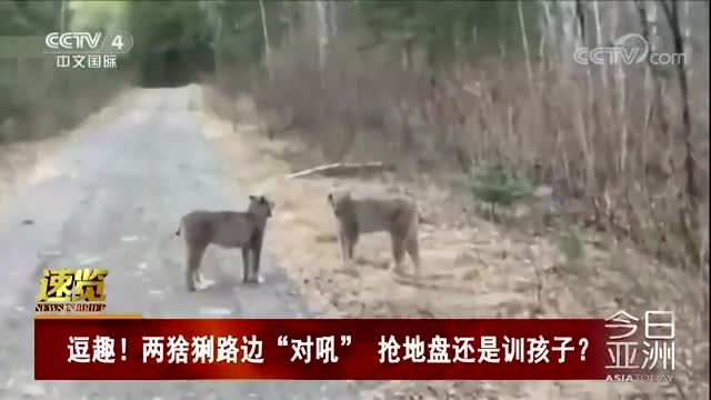 [视频]逗趣！两猞猁路边“对吼” 抢地盘还是训孩子？