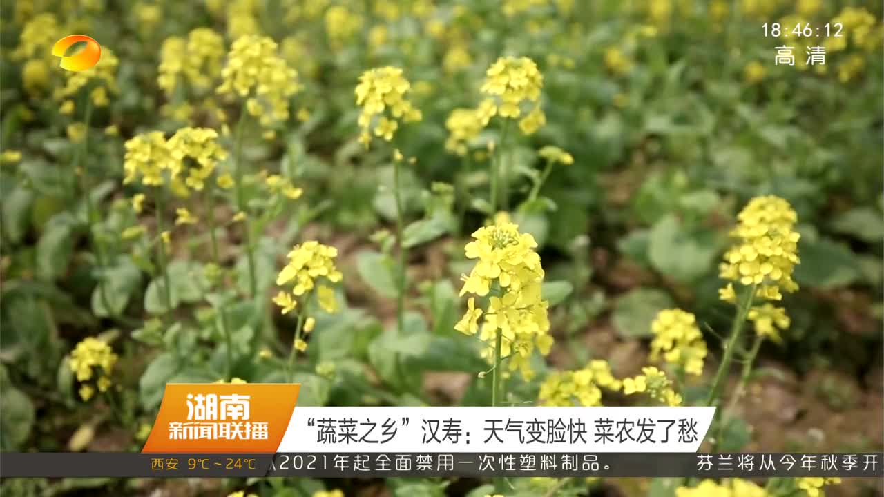 “蔬菜之乡”汉寿：天气变脸快 菜农发了愁