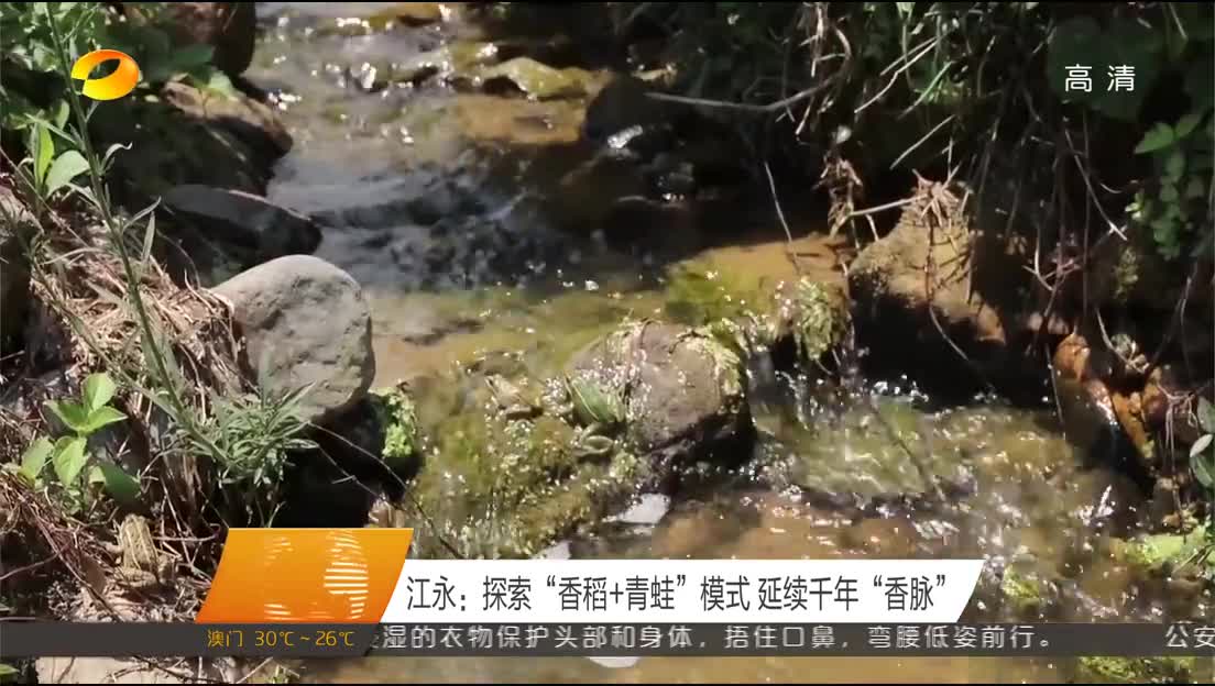 江永：探索“香稻+青蛙”模式 延续千年“香脉”