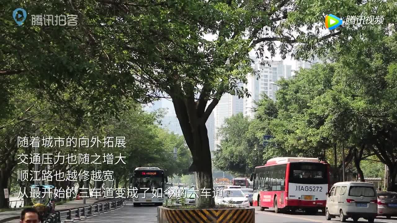 [视频]百年古树插路中央20年曾多次被撞 成“最牛钉子树”