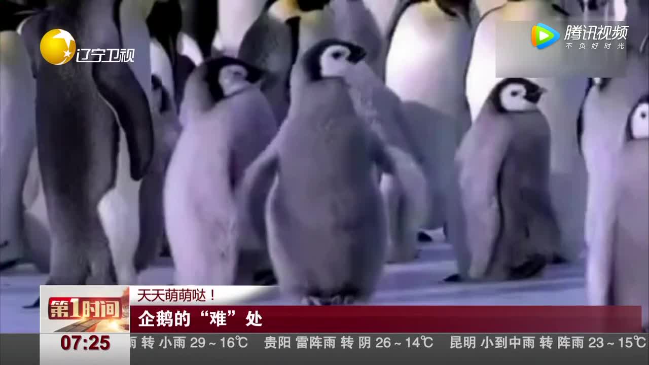 [视频]天天萌萌哒！企鹅的“难”处