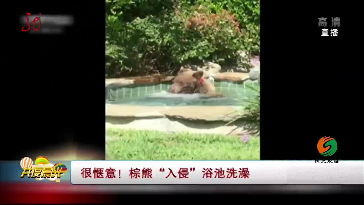 [视频]很惬意！棕熊“入侵”浴池洗澡