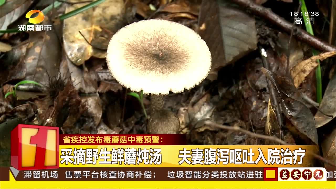 湖南省疾控发布毒蘑菇中毒预警